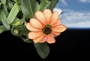 SpaceFlower-Zinnia-NASA