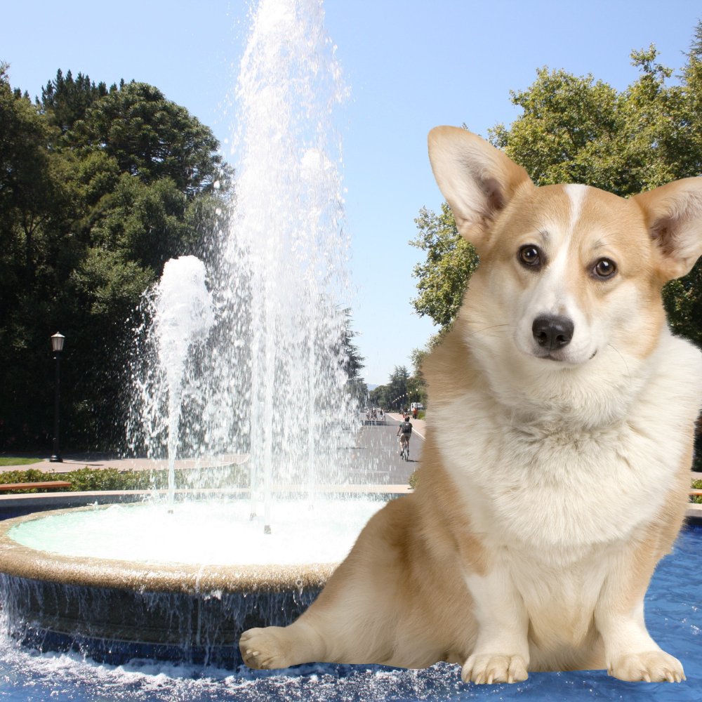 Pet fountain drinker | Pet Water dispenser